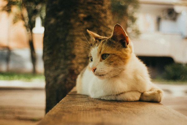 Choosing Flattering Work Blazers?