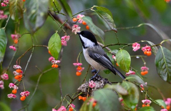 What are the environmental considerations in real estate development?